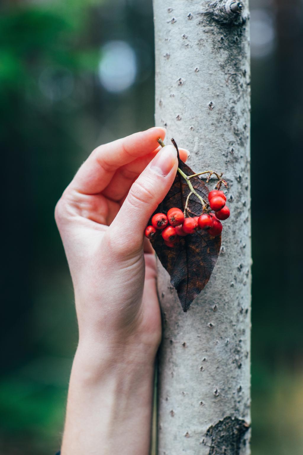 Female hand holding red berries