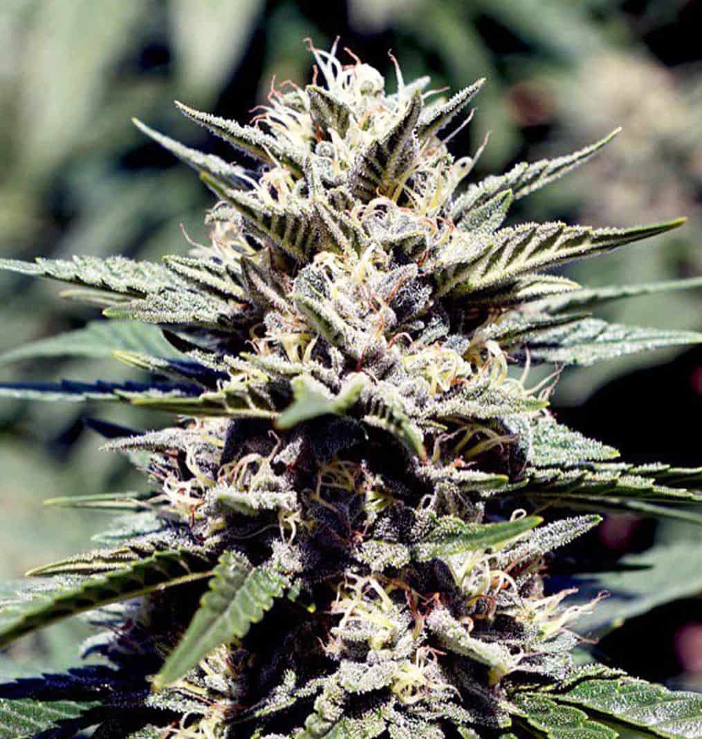 Sour Diesel strain