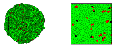 Model results reproduced with this Morpheus model. Figure was assembled from `plot-1*.png` and `plot-2*.pdf` output files.