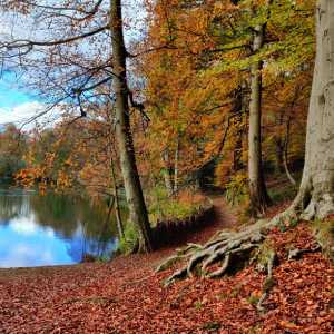 Gledhow Valley Woods in Autumn by the Lake