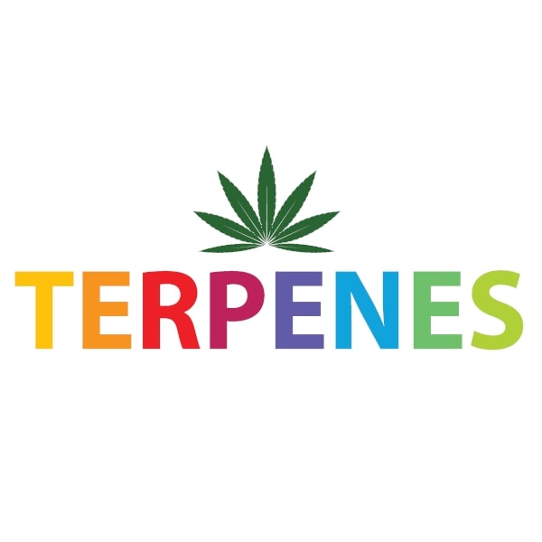 Cannabis Terpineol Terpenes: What Does It Do?