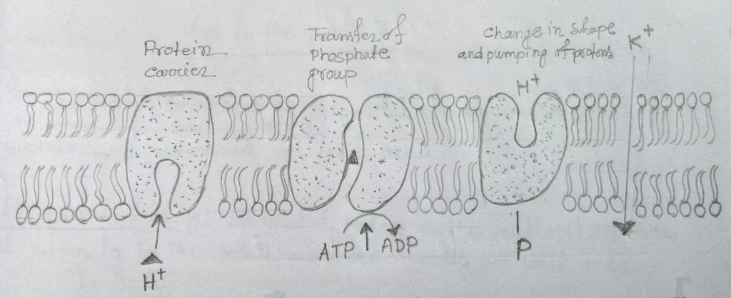Active transport across the plasma membrane in plant