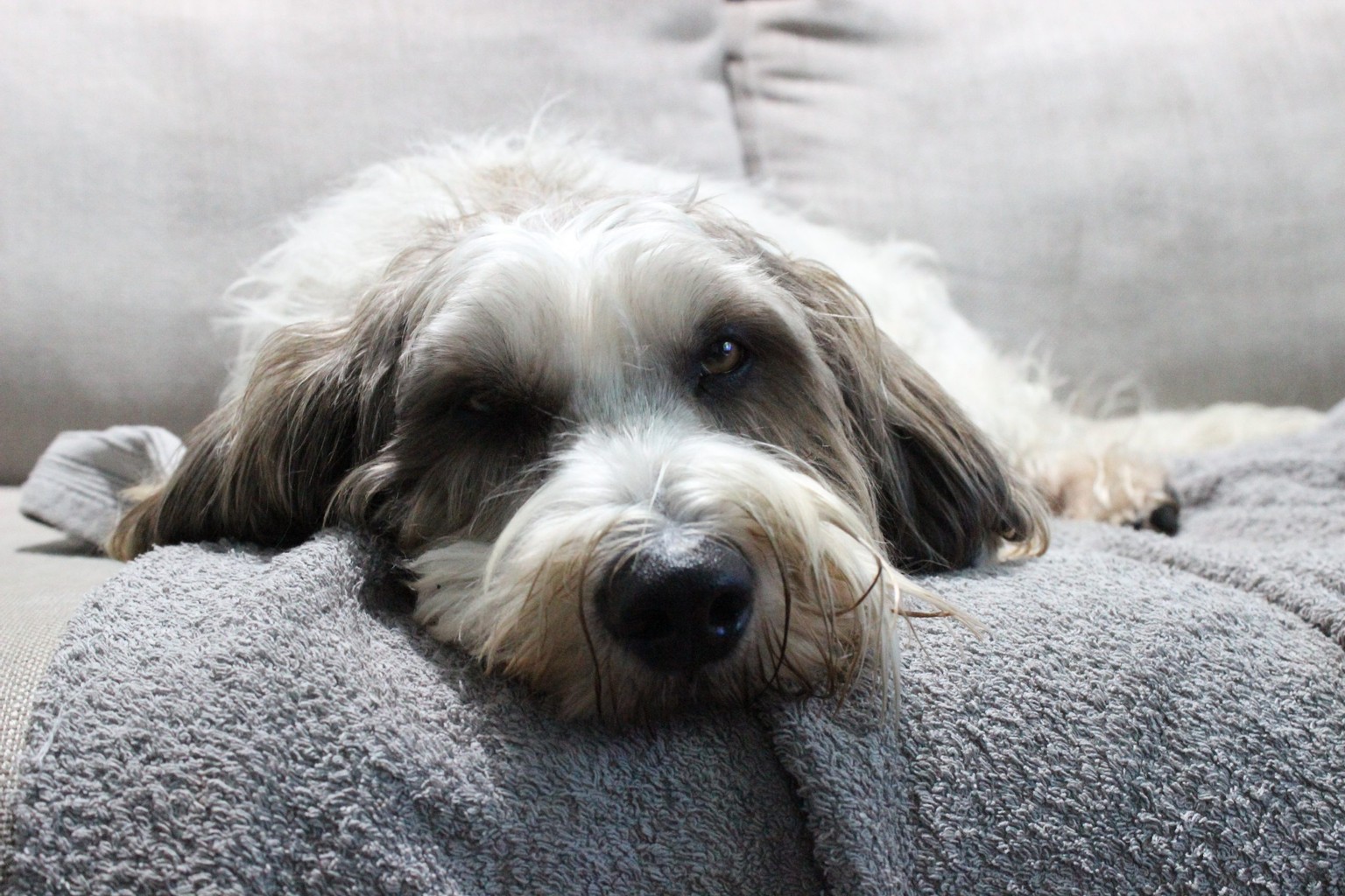 Borrow My Doggy Frequently Asked Questions Chris & Suze Go Walkies