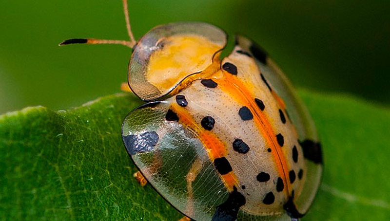 Imagem em destaque para o artigo: 4 alternativas naturais que podem substituir pesticidas
