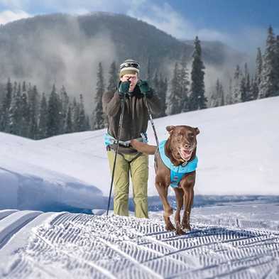 Winter’s Next-Best Adventure: Skijoring with Your Dog