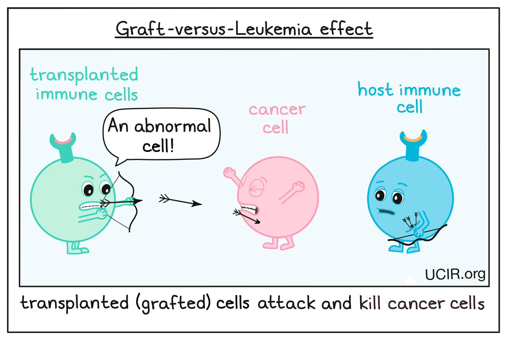 Illustration showing grafted cells attacking and killing cancer cells