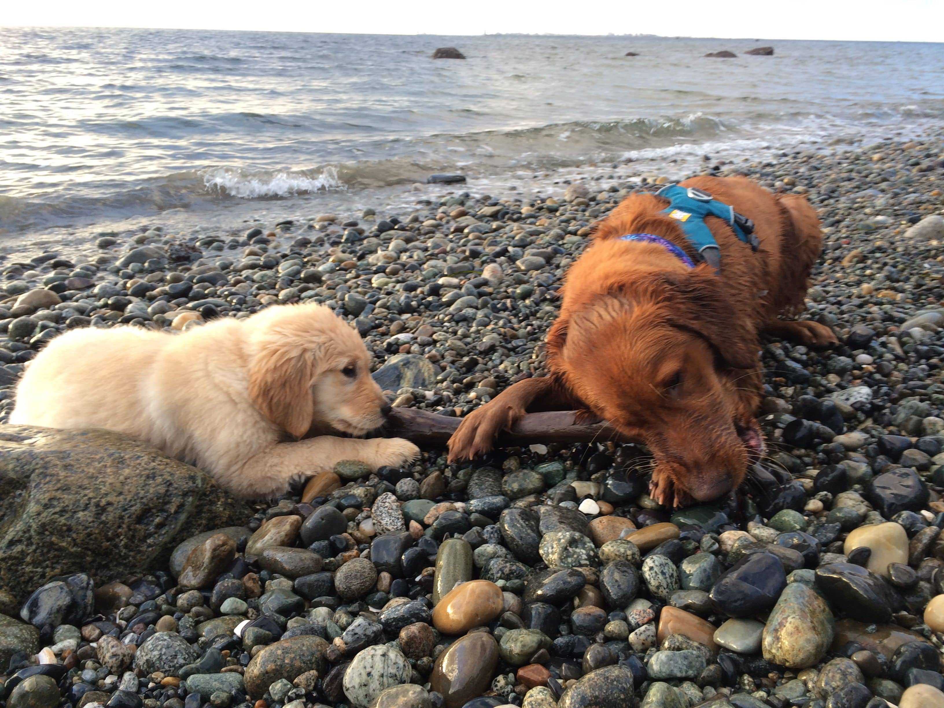 5 Tips for Training Your Puppy Not to Bite