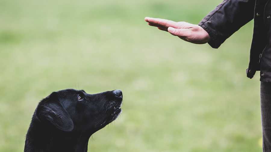What Are The Differences Between Pet-Behavior Professionals?