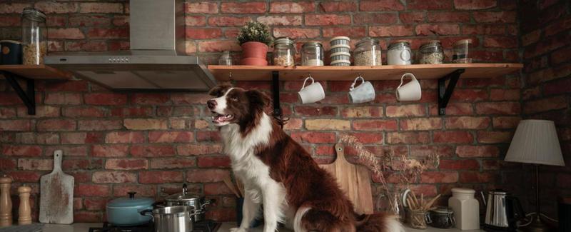 No More Counter-Jumping: A Practical Training Guide for Your Dog | Woof ...