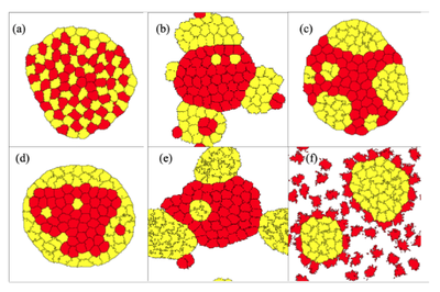 Regimes that can be found in a mixture of two cell types: a) checkerboard, b) separation (default in [`CellSortingLEK.xml`](#model)), c) engulfment, d) reversal, e) dispersal 1, f) dispersal 2.