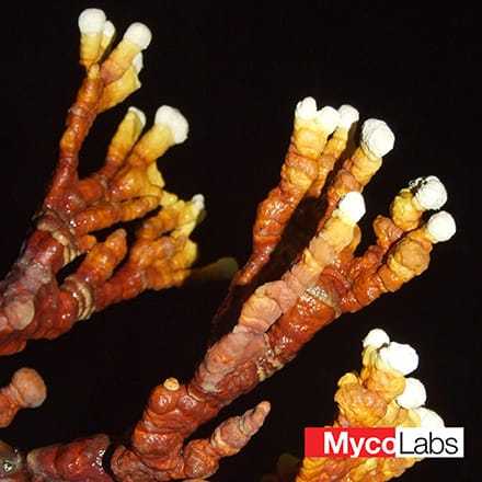Lakownica lśniąca odm. paluszkowa żółta (Ganoderma lucidum)