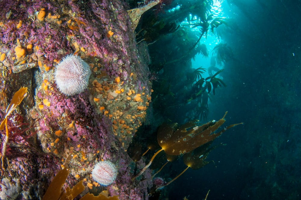 Closeup of edible sea urchins <em>(Echinus esculentus)</em> on rock encrusted with red coralline algae and the soft coral 'Dead man's fingers' <em>(Alcyonium digitatum)</em>