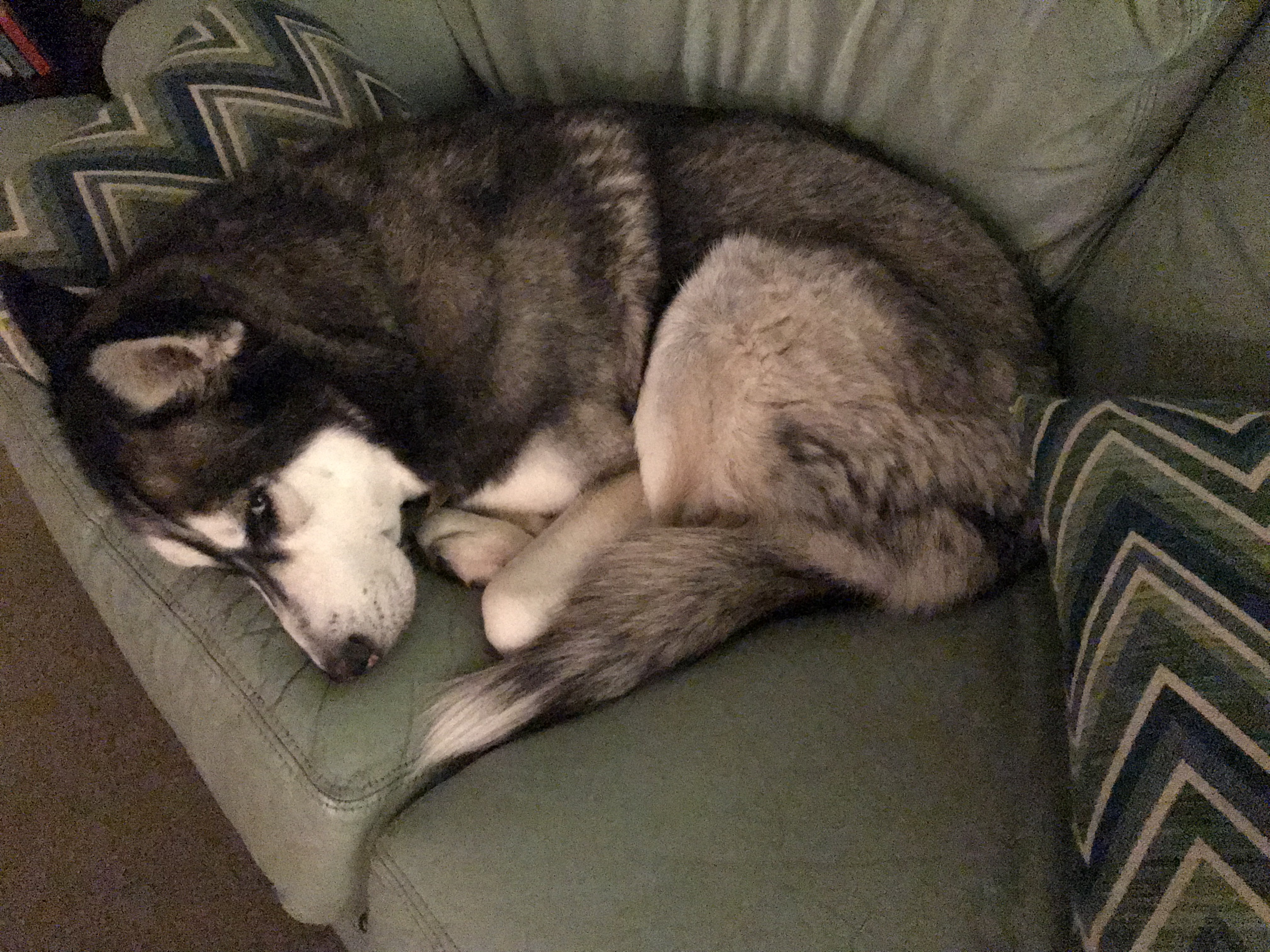 A black and white husky curled up into a tight a ball next to green chevron printed pillows on a mint green couch.