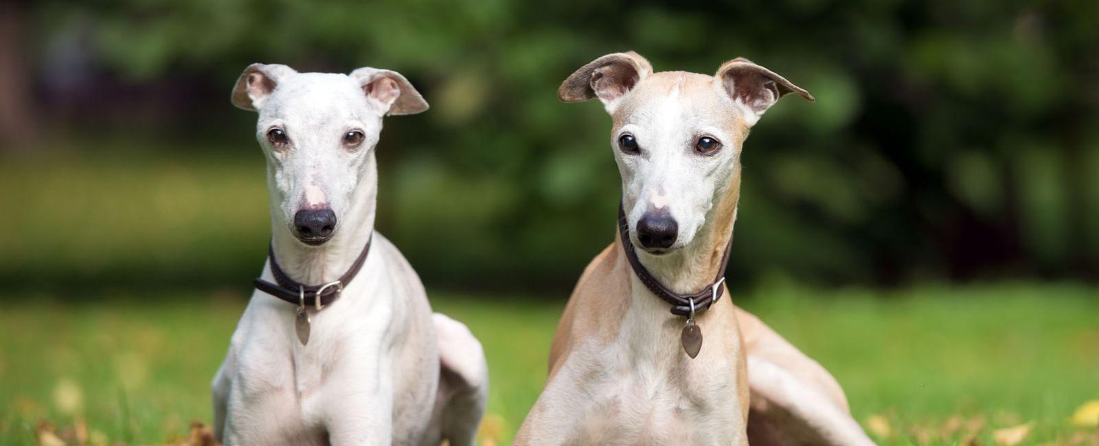 Dog Inbreeding: Can You Breed Sibling Dogs?