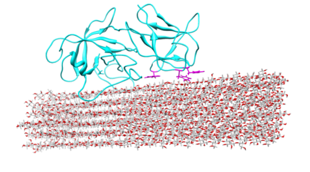 A computer model of a protein binding to a cellulose molecule
