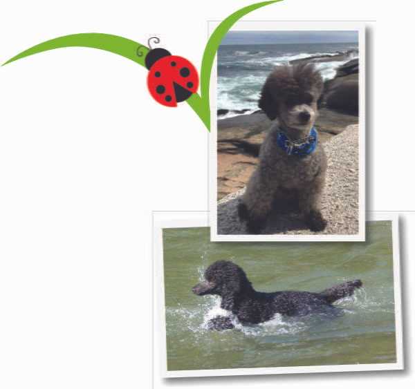 Dog collage, dog in water