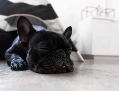 How Much Do Dogs Sleep?