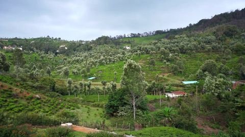 View from the plot