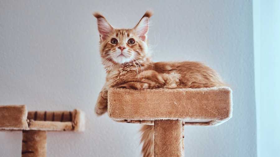Cat Furniture For Your Feline Companion