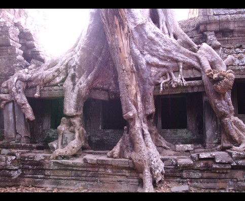 Cambodia Jungle Ruins 12