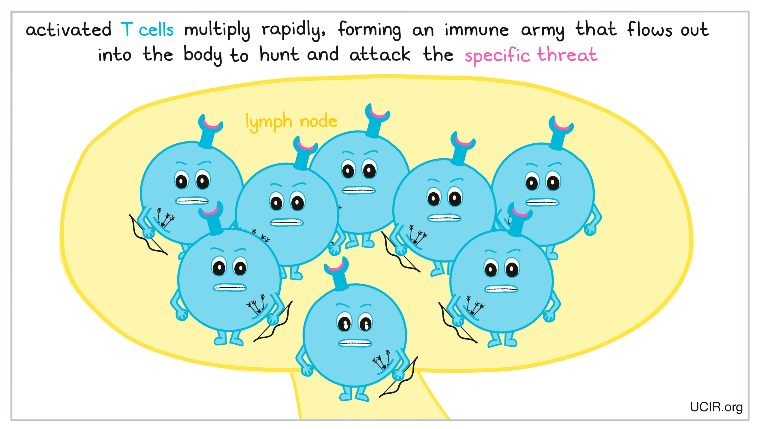 Army of T cells clones