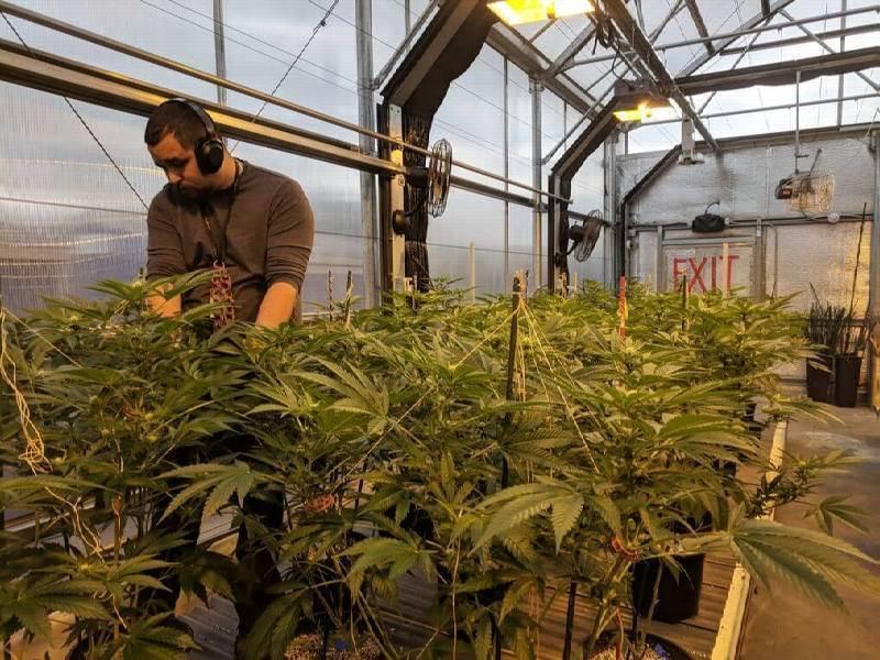 Cannabis Bud Trimmers