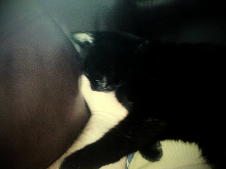 She'd often snuggle into my hands or nuzzle into my chest, the closer to me she was able to get, the better. Puddles sleeping on my hand