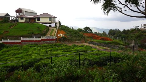 View from the plot