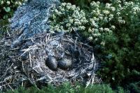 A Common Gull nest with two eggs