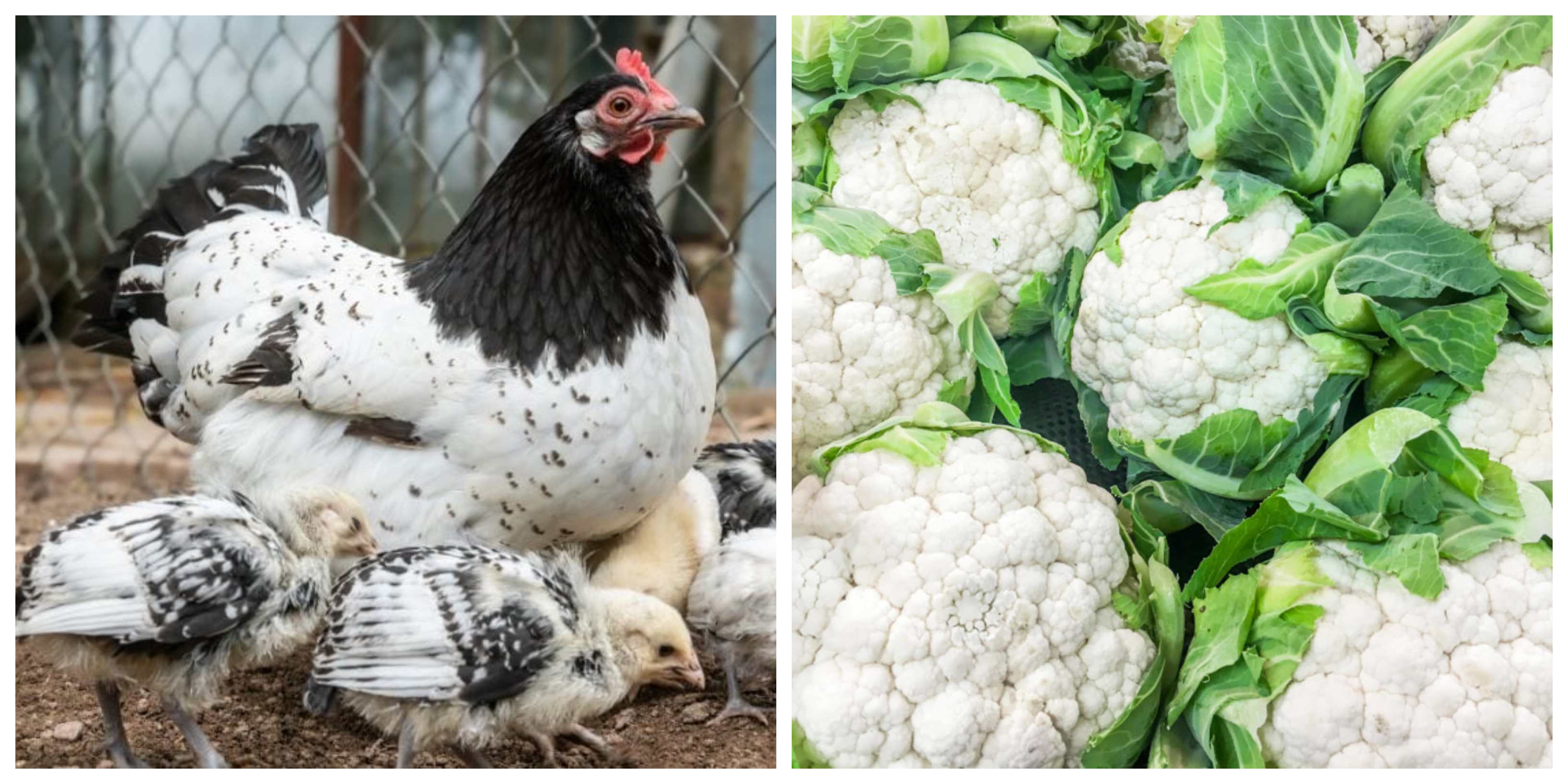 chickens and cauliflower