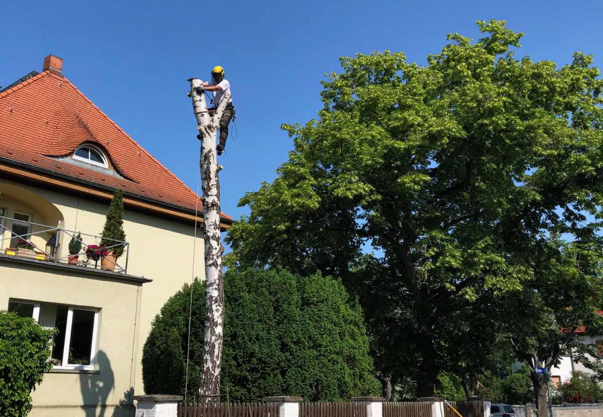 Fällung einer abgestorbenen Birke in Leipzig