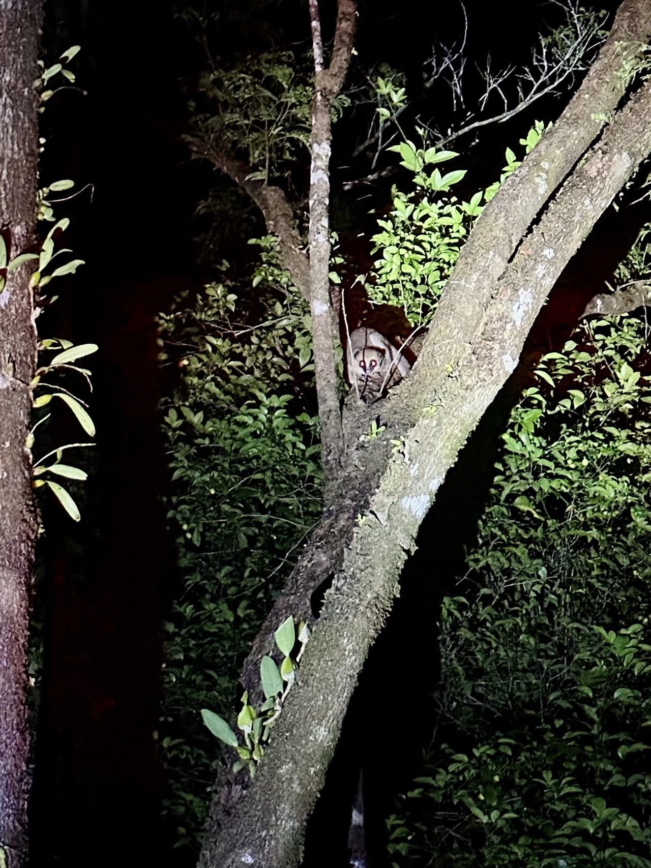 A lemur at night
