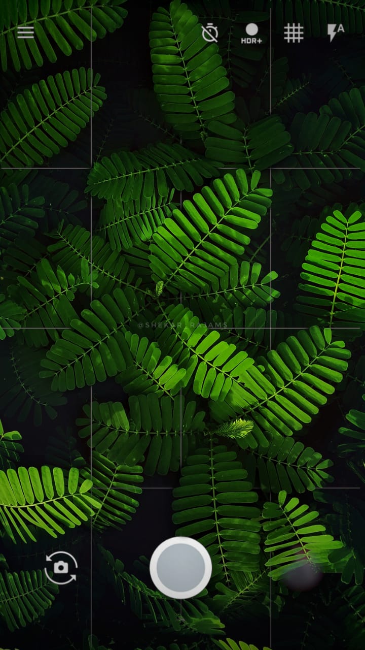 leaves-post-edit