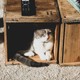 Custom Remodeling for Homes With Pets