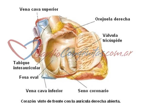 anatomia-cardiaca-auricula-derecha