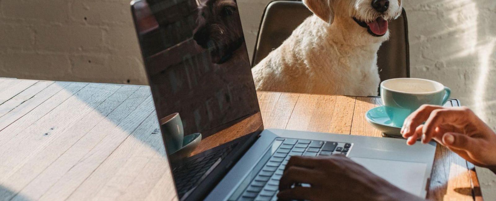 How to Manage a Dog with a 9 to 5 or Full-Time Job