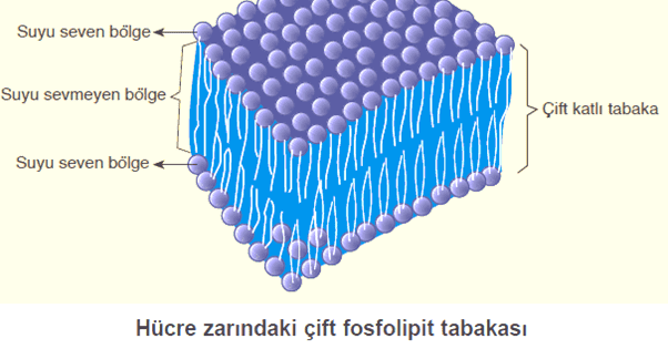 Canlıların Temel Bileşenleri: Yağlar (Lipitler)
