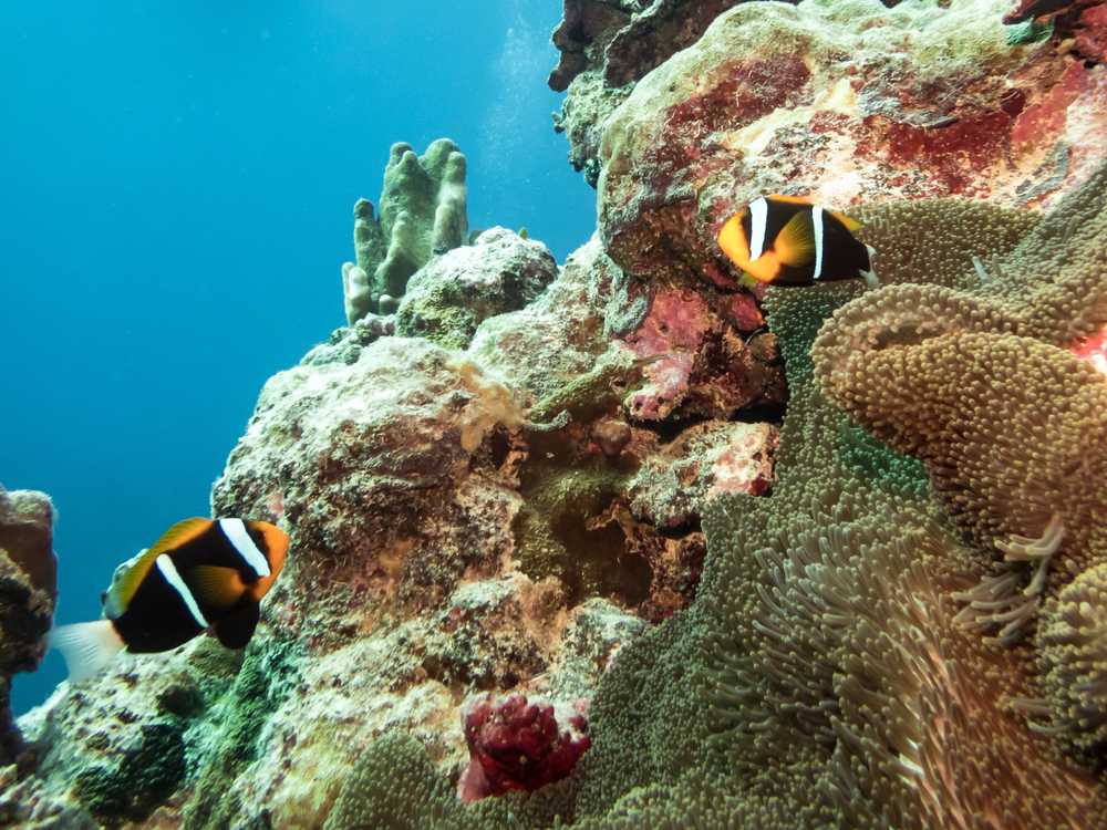 Anemonefish, Coral Sea