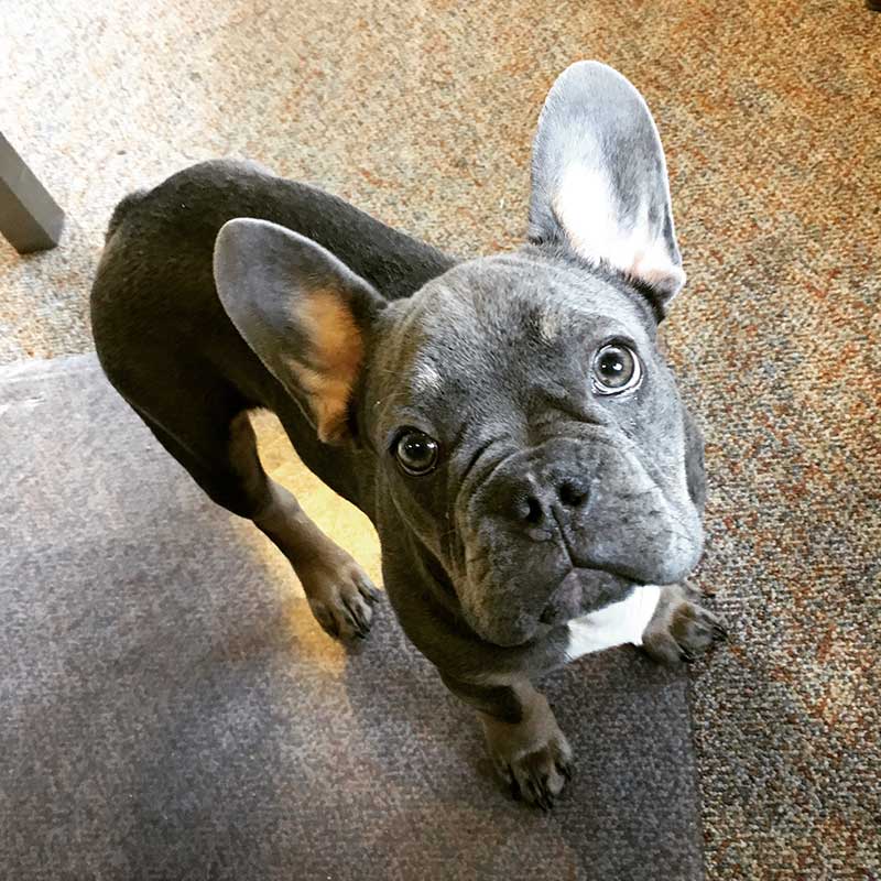 Gus, a cute Frenchie puppy