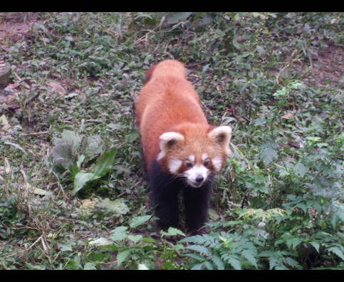China Red Pandas 15