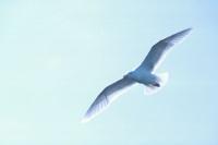 A Glaucous Gull in flight