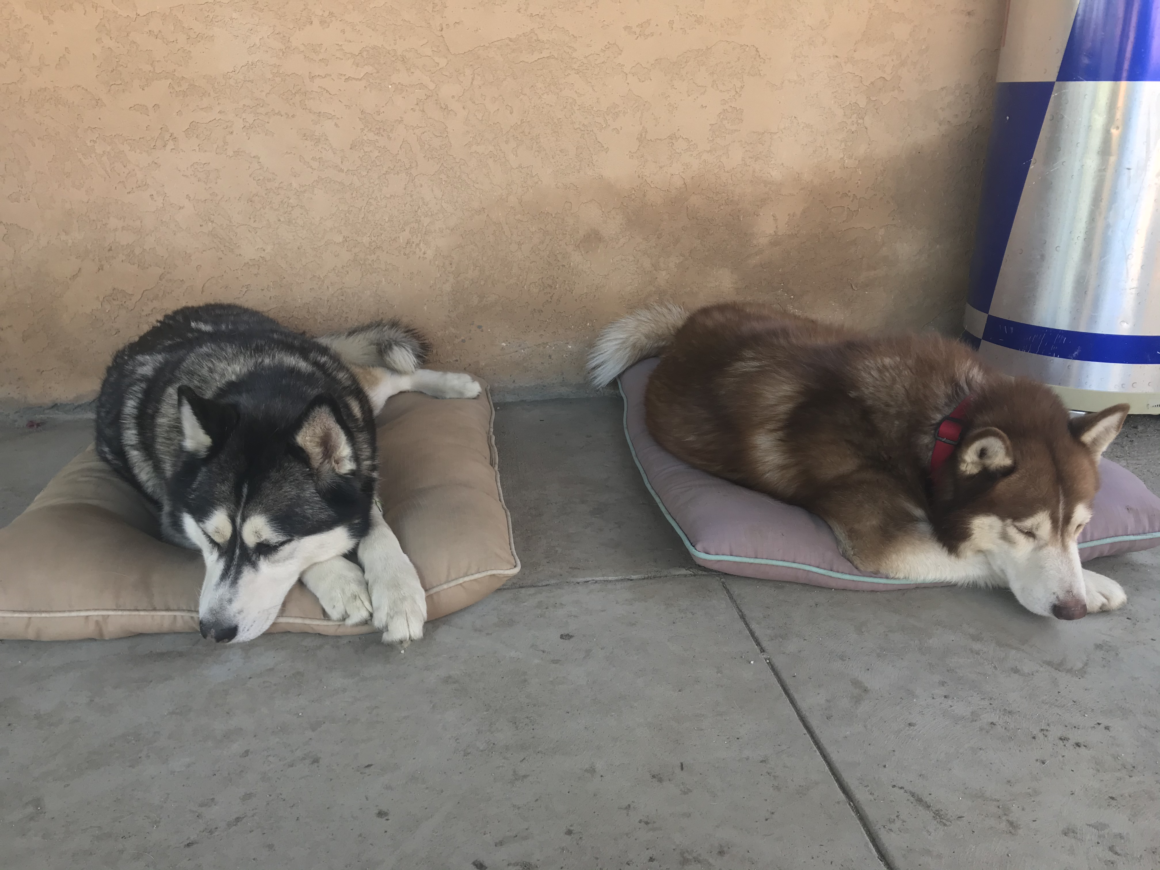 A black and white husky and a red and white husky laying outside on their own separate pillows.