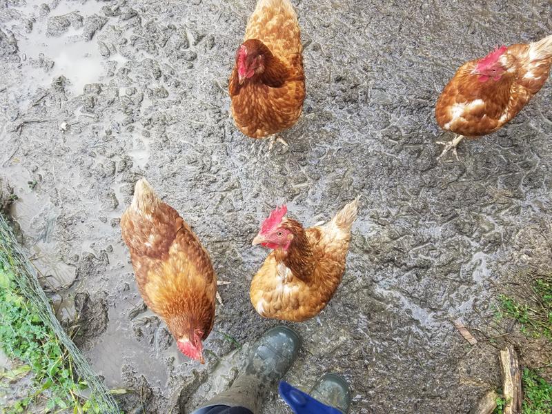 Chooks ready for their scraps
