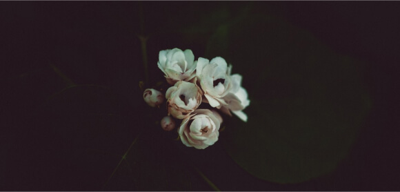 white flower