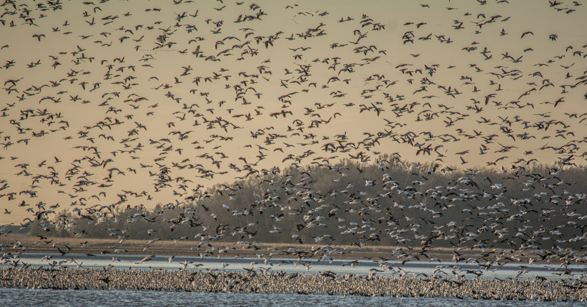 Canadian Geese and Snow Geese Platte River Linwood, Nebraska