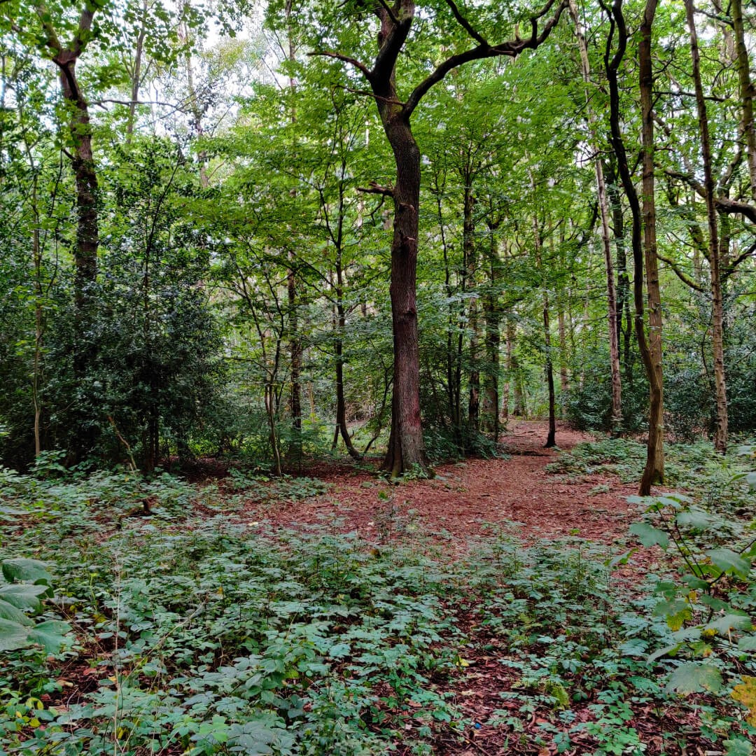 Middleton Wood - Discover Leeds