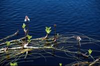 Bogbean stalks float on the surface
