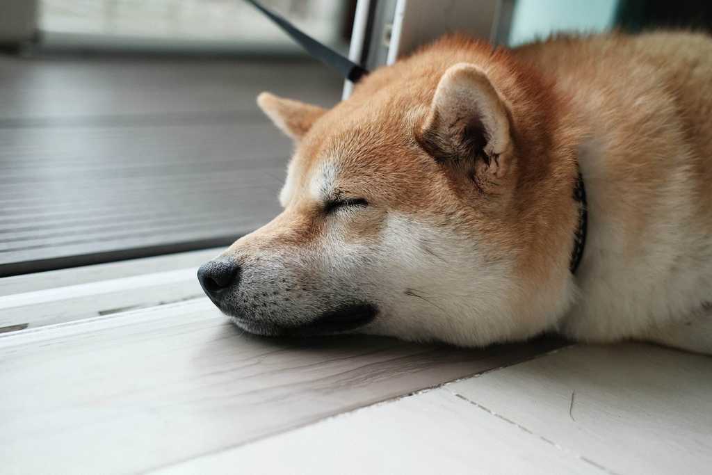 Uno Shiba Inu che dorme sul pavimento