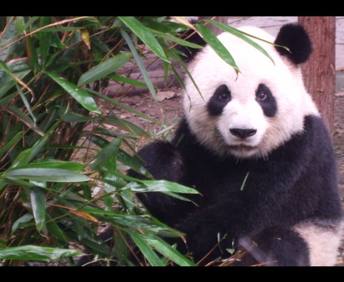 China Pandas 1
