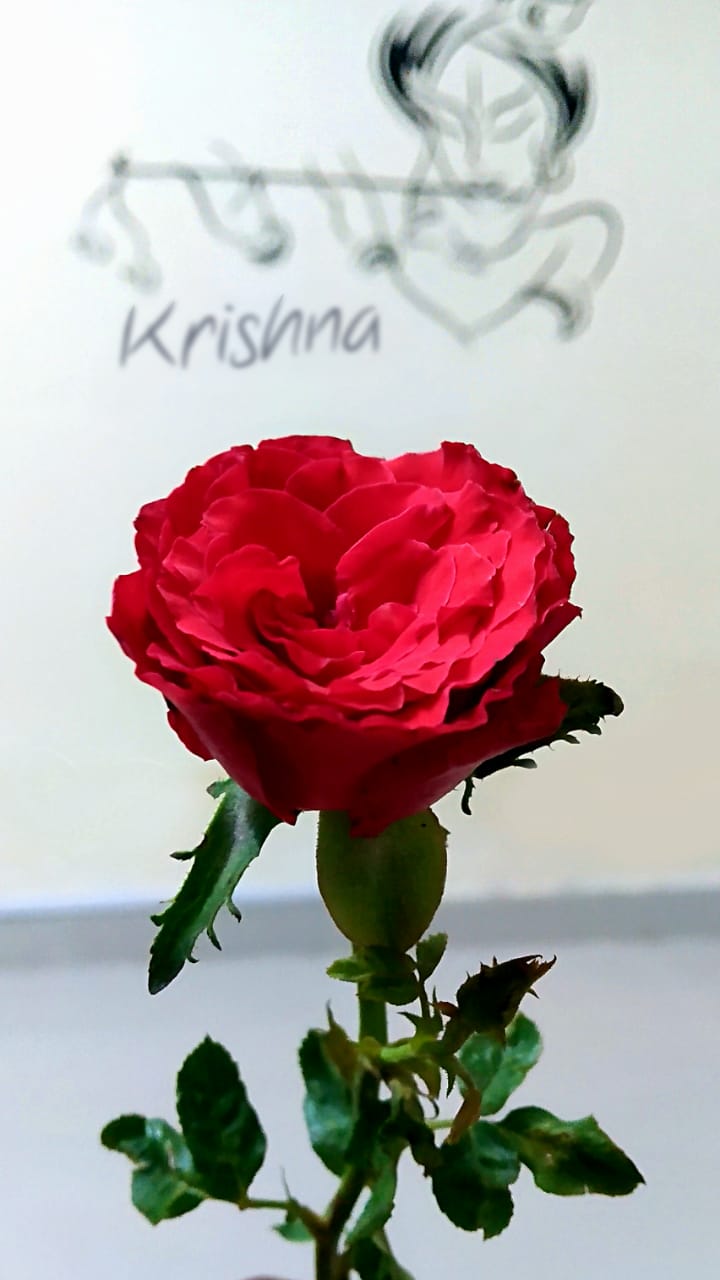 krishna-rose